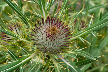 Donkey's thistle