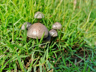 Mushrooms sprouting in Pakistan's diverse ecosystems, ranging from forests to farmlands. These fungi play an essential role in decomposition and nutrient cycling within the ecosystem