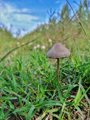 Mushrooms sprouting in Pakistan's diverse ecosystems, ranging from forests to farmlands. These fungi play an essential role in decomposition and nutrient cycling within the ecosystem