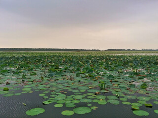 Nelumbo nucifera Sacred Lotus Indian Lotus plant seasonal thriving in lakes wetlands of Pakistan Flower leaves Rhizomes Seeds used in cooking important part of aquatic ecosystem
