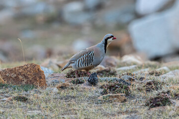 Chukar in natural Habitat. Having beautiful colors of the wings.