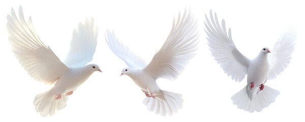 White Doves in Flight