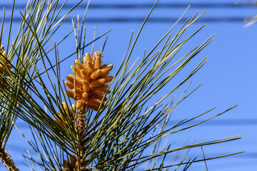 Pine blossom. Blooming pine tree with male pine cones. Blooming pine tree