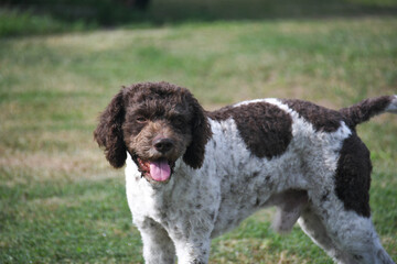 lagotto beautiful dog