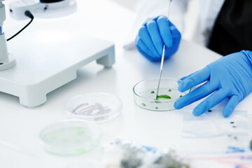 Scientist, hands and gloves with petri dish for experiment, exam or test in forensics at...