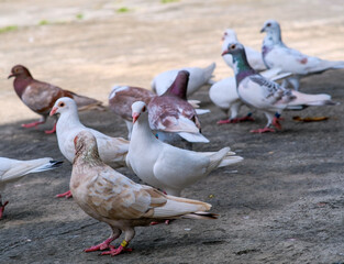 A flock of pigeons eating corn.