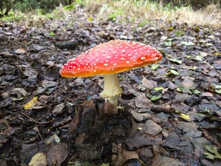 fly agaric mushroom