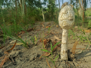 Mushrooms sprouting in Pakistan's diverse ecosystems, ranging from forests to farmlands. These fungi play an essential role in decomposition and nutrient cycling within the ecosystem