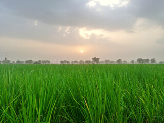 Vibrant agricultural plains fields landscapes of Pakistan.
These fertile plains of Indus River Basin highlight the rich farming traditions and abundant harvests central to Pakistan’s economy.