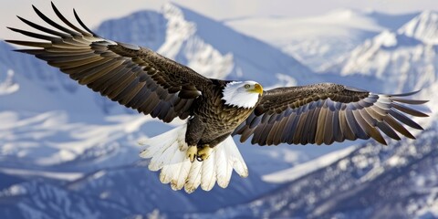 Obraz premium Majestic Bald Eagle Soaring Over Snowy Mountains