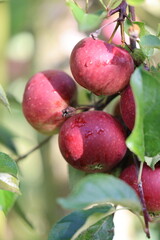 Red juicy apples on the sun with drops of water after the rain 