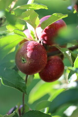 Red juicy apples on the sun with drops of water after the rain 