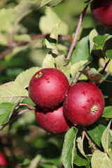 Red juicy apples on the sun with drops of water after the rain 