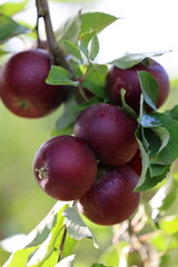 Apple branch with juicy red apples