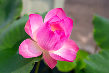 Fototapeta premium Blooming pink lotus flower, close-up. Aquatic sacred plant