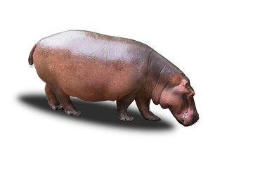 Big Hippopotamus isolated on white background. This has clipping path.