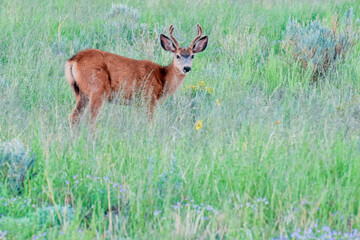 Mule Deer Buck in Tall Grass and Wildflowers