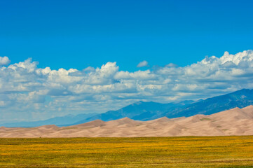 Sand Dunes and Wildflowers Under a Partly Cloudy Sky
