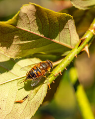 Insecte noie et orange sur feuille d'un rosier