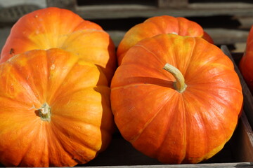 orange mini pumpkins
