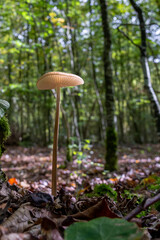 Entdecken Sie die faszinierende Welt der europäischen Pilze Aufgenommen im Wald, einzeln und in Gruppen, aus einzigartigen Blickwinkeln, auch von unten. Perfekt für Naturfreunde