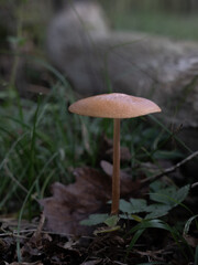 Entdecken Sie die faszinierende Welt der europäischen Pilze Aufgenommen im Wald, einzeln und in Gruppen, aus einzigartigen Blickwinkeln, auch von unten. Perfekt für Naturfreunde