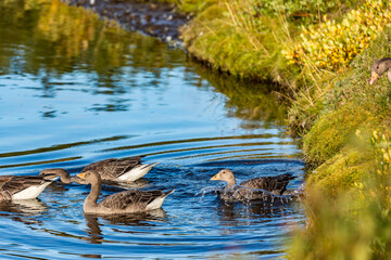 Flock of ducks entering and swimming in the pond. Public park near Reykjavik, the capital city of Iceland