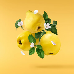Fresh ripe yellow Quince fruit  falling in the air isolated on yellow background. Food levitation...