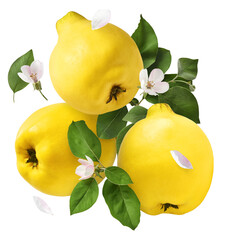 Fresh ripe yellow Quince fruit  falling in the air isolated on white background. Food levitation or...