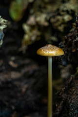 Entdecken Sie die faszinierende Welt der europäischen Pilze Aufgenommen im Wald, einzeln und in Gruppen, aus einzigartigen Blickwinkeln, auch von unten. Perfekt für Naturfreunde