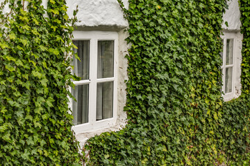 Ivy covered wall and white window, Reykjavik, the capital city of Iceland