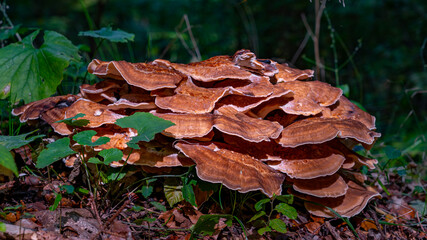 Entdecken Sie die faszinierende Welt der europäischen Pilze Aufgenommen im Wald, einzeln und in Gruppen, aus einzigartigen Blickwinkeln, auch von unten. Perfekt für Naturfreunde