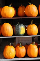 Pumpkins waiting to be bought, pumpkin rack