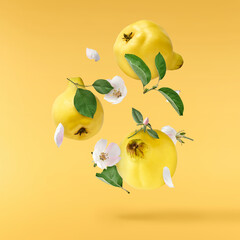Fresh ripe yellow Quince fruit  falling in the air isolated on yellow background. Food levitation...