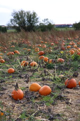 Pumpkins plantation field in autumn time to harvest