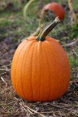 Pumpkins plantation field in autumn time to harvest
