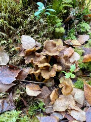 Fresh Craterellus tubaeformis growing in Finnish forest during autumn day