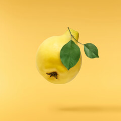 Fresh ripe yellow Quince fruit  falling in the air isolated on yellow background. Food levitation...
