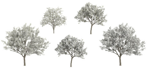 Collection of cottonwood plants with transparent background