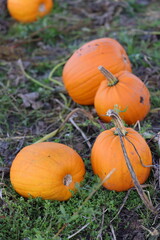 Pumpkins plantation field in autumn time to harvest