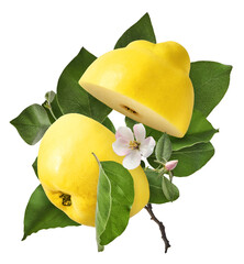 Fresh ripe yellow Quince fruit  falling in the air isolated on white background. Food levitation or...