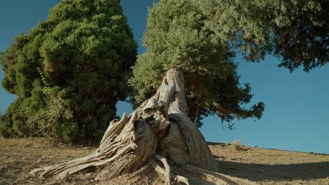 An ancient juniper tree stands tall against a clear blue sky, displaying intertwined roots and lush greenery in a tranquil landscape.