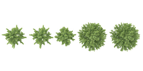 Obraz premium Collection of Willow Oak plants with transparent background from the top view