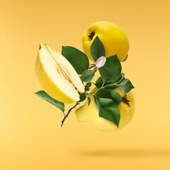 Fresh ripe yellow Quince fruit  falling in the air isolated on yellow background. Food levitation...