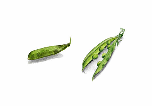 Watercolor green pea pods isolated on white background