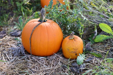Pumpkin, Pumpkins on the field in autumn