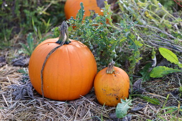 Fototapeta premium Pumpkin, Pumpkins on the field in autumn
