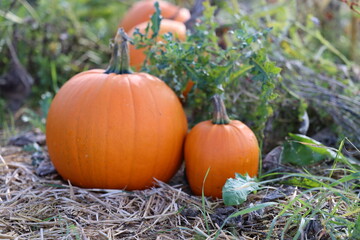 Pumpkin, Pumpkins on the field in autumn
