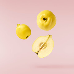 Fresh ripe yellow Quince fruit  falling in the air isolated on pink background. Food levitation or...