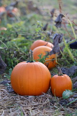 Fototapeta premium Pumpkin, Pumpkins on the field in autumn